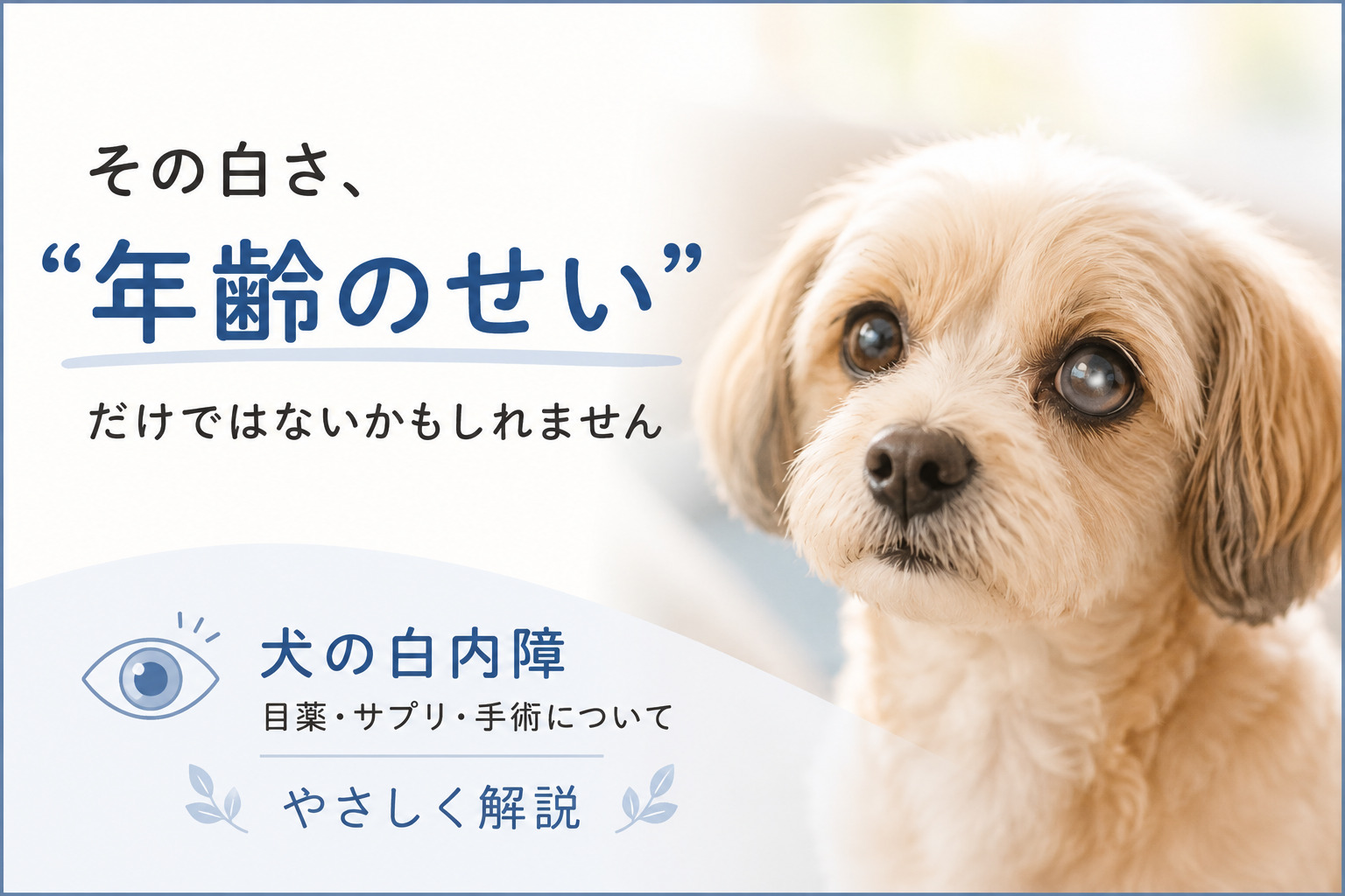 犬 の 白内障 は 治る
