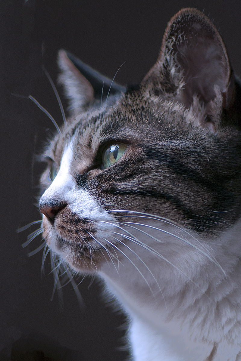 良化維持が難しい緑内障とはこんな病気 眼科の東京ウエスト動物病院 東京ウエスト動物病院 良化維持が難しい緑内障とはこんな病気 眼科の東京ウエスト動物病院 東京ウエスト動物病院