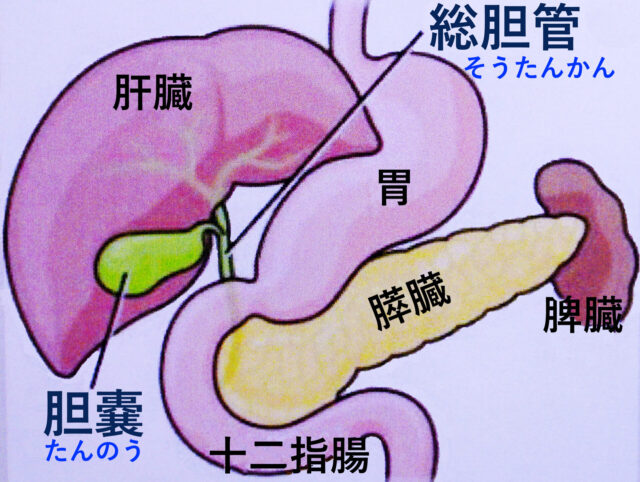 胆嚢、総胆管の位置