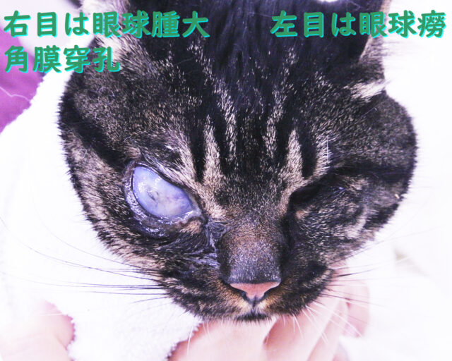 眼手術学　4 角膜・結膜・眼瞼手術 眼手術学 4 角膜・結膜・屈折矯正 - 眼科専門書店 オー・ビー