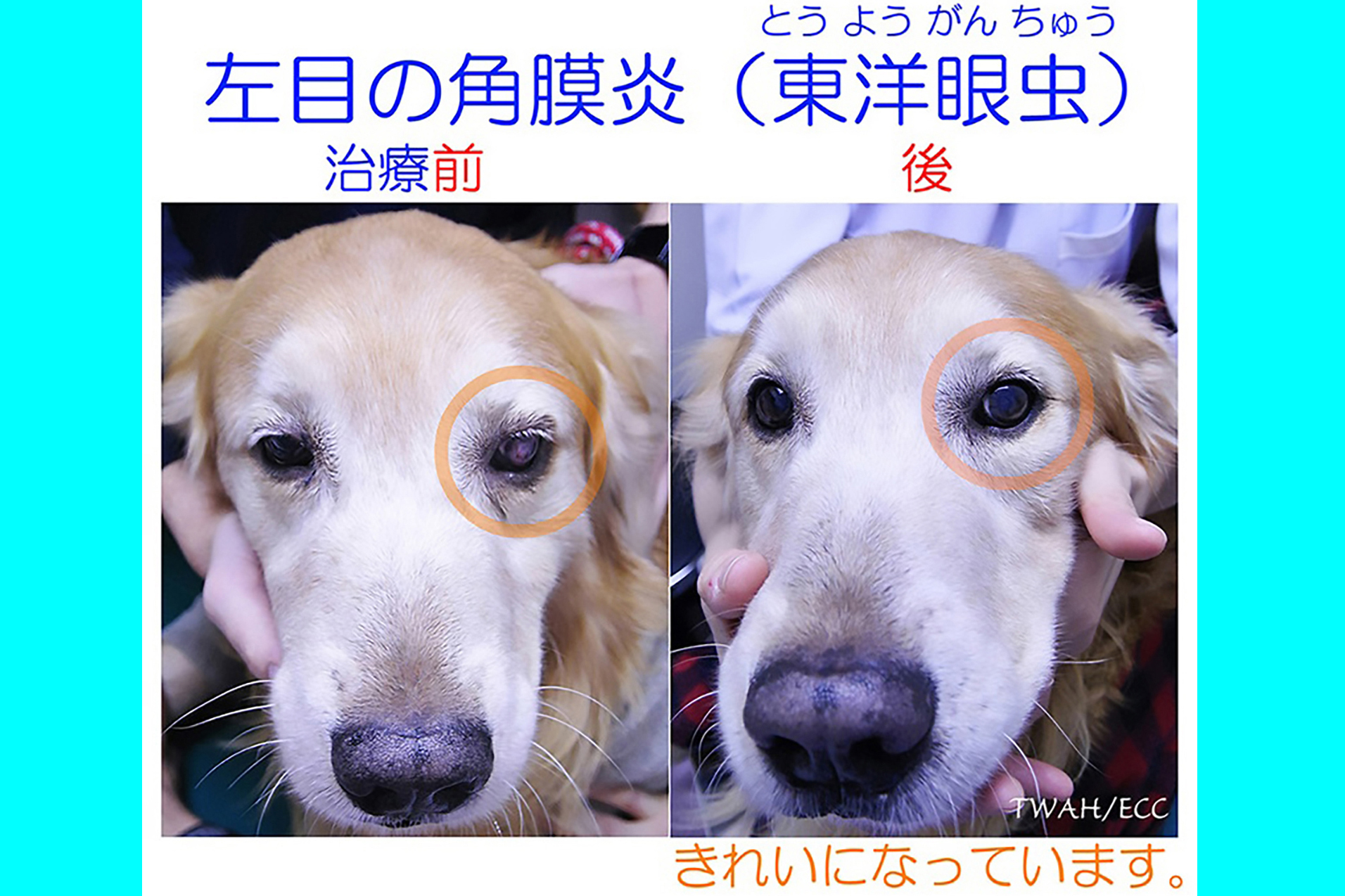 目 に 虫 が 入っ た