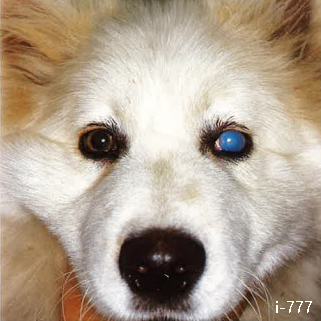 犬の左目の角膜浮腫