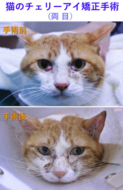 猫の両目のチェリーアイ矯正手術の前後