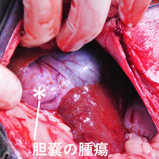 犬の胆嚢腫瘍（平滑筋腫）