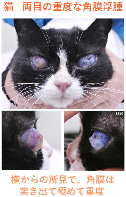 猫の重度な角膜浮腫