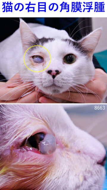 猫の右目の角膜浮腫