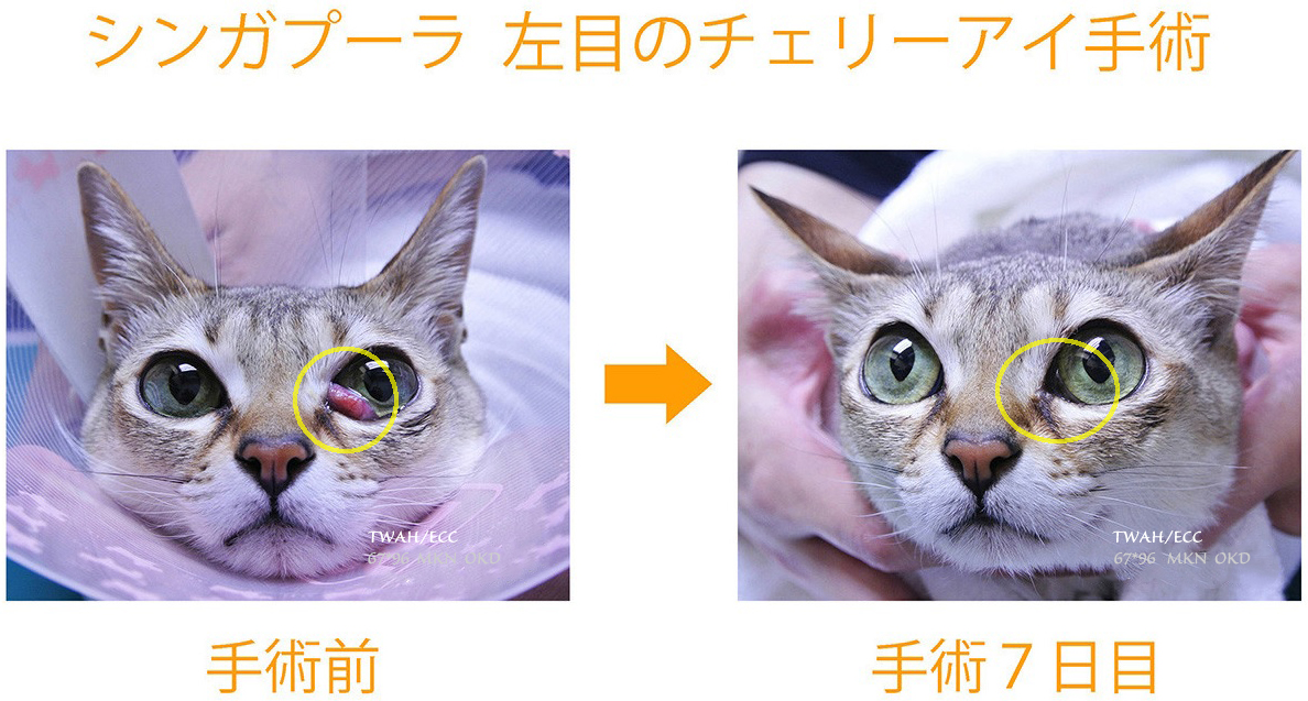 犬・猫のチェリーアイとは？放置するとどうなる？症状・手術・再発率を