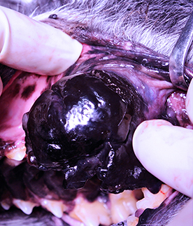口腔内の腫瘍（メラノーマなど）や腫瘤（エプーリスなど）の摘出