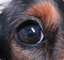 イヌの右目