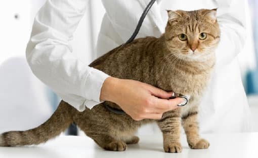 猫にやさしい病院イメージ写真