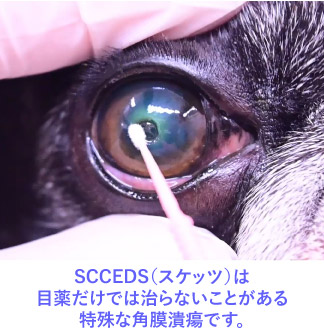 SCCEDS(スケッツ、自発性後天性角膜上皮欠損)