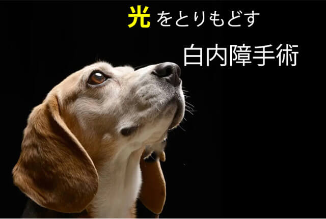 白内障バナー