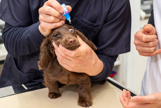 犬に点眼をしている様子