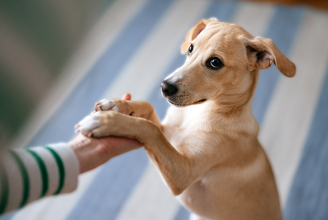お手をしている犬