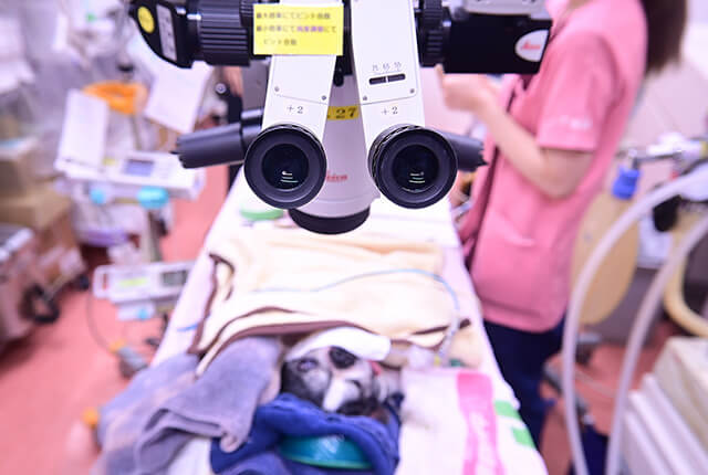顕微鏡手術の様子