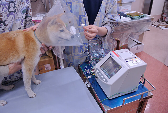 検査中の犬