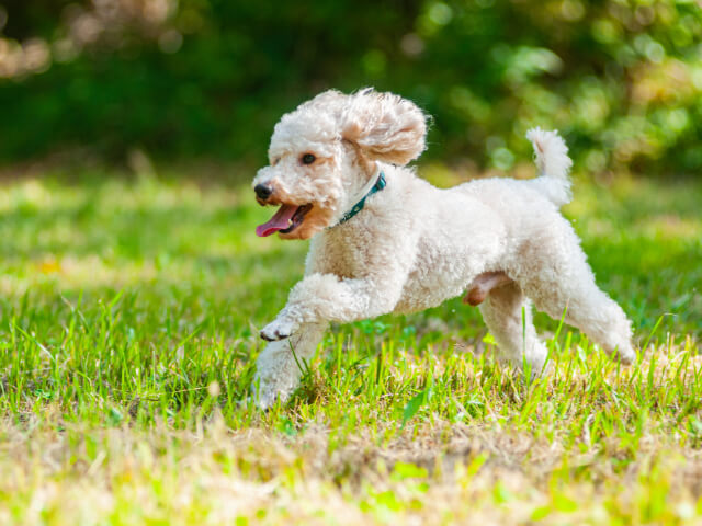 草原を元気に走る犬